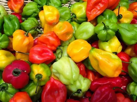 Piment