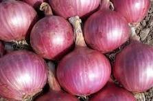 Oignon